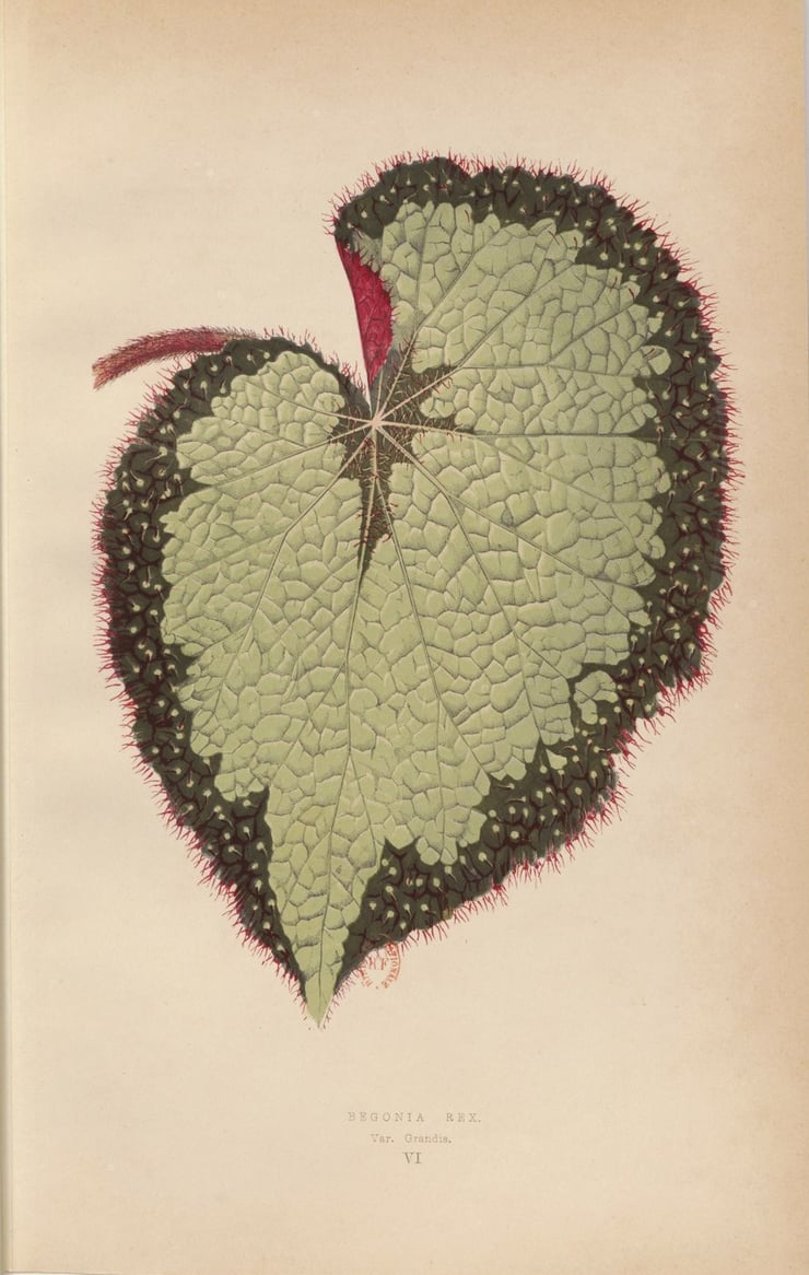 Begonia Rex Poster Begonia Rex Poster